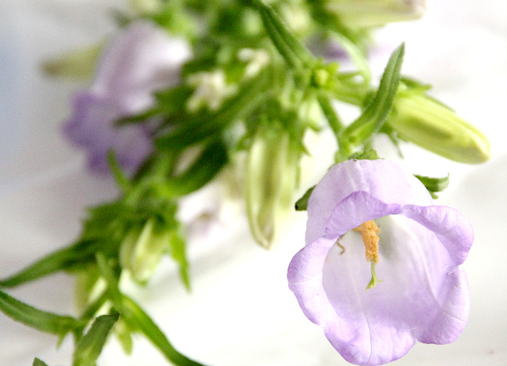 Flowers of Summer: Bellflower