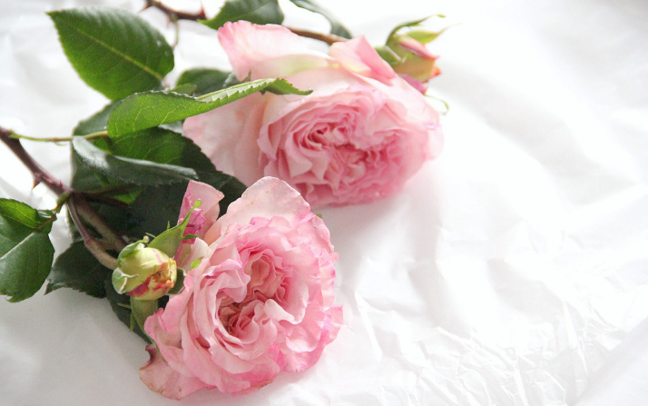 Flowers of Summer: damask rose