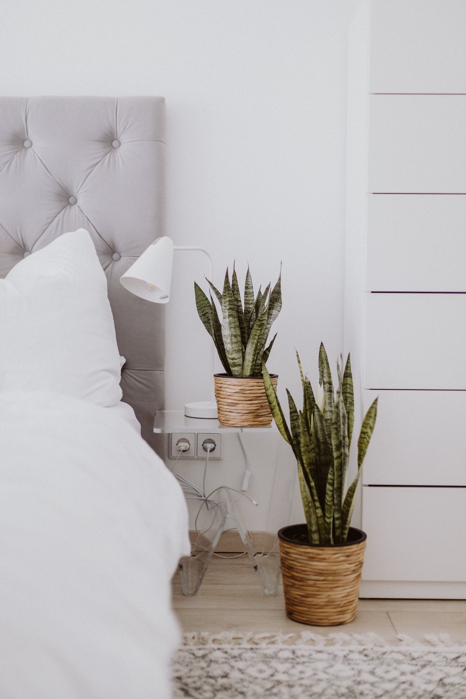 Pflegeleichte Pflanzen für die Wohnung - Love Daily Dose