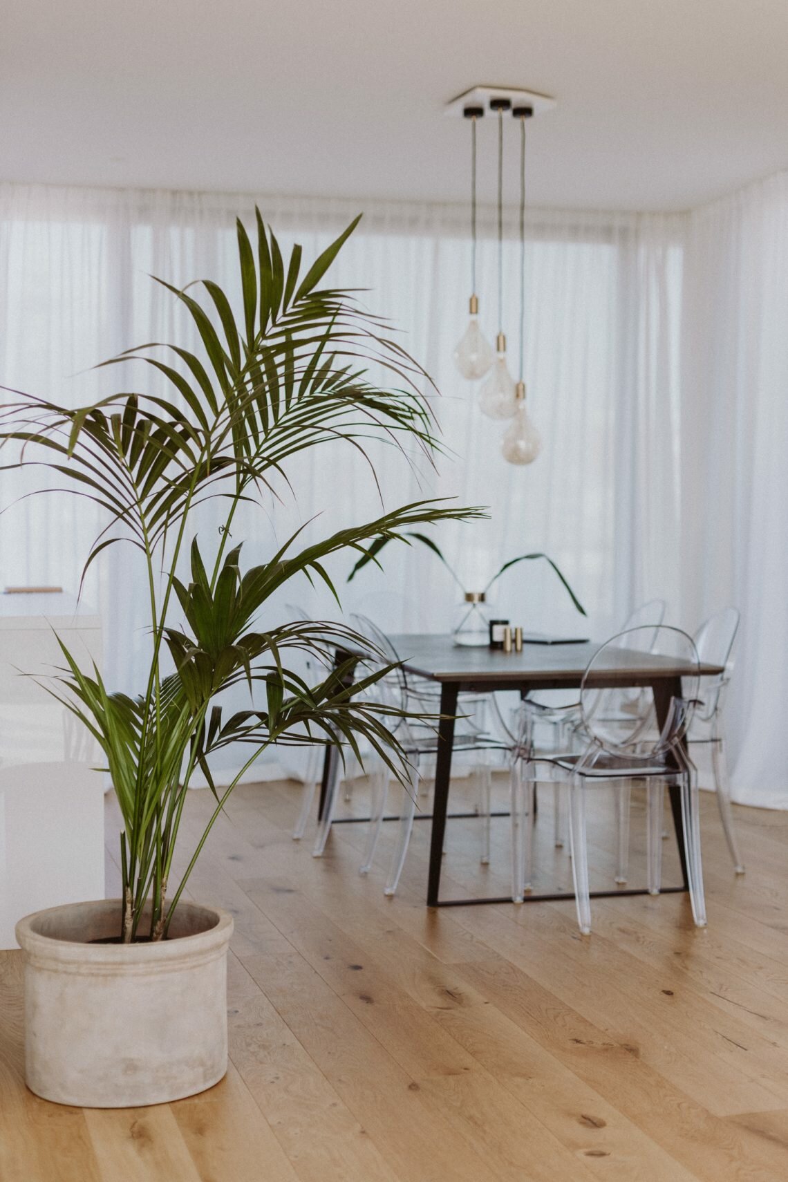 Pflanzen für die Wohnung