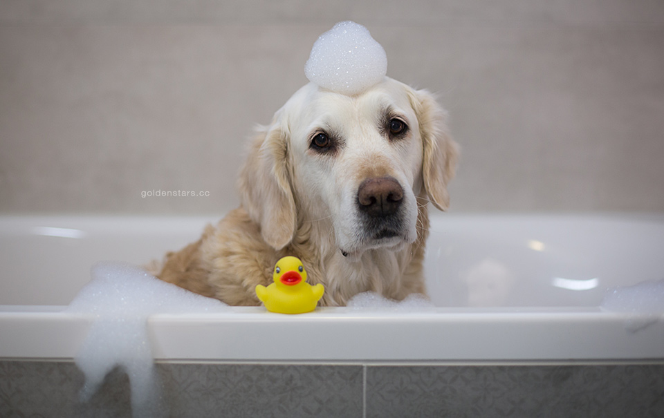 Job Report: Dog Photographer | The Daily Dose