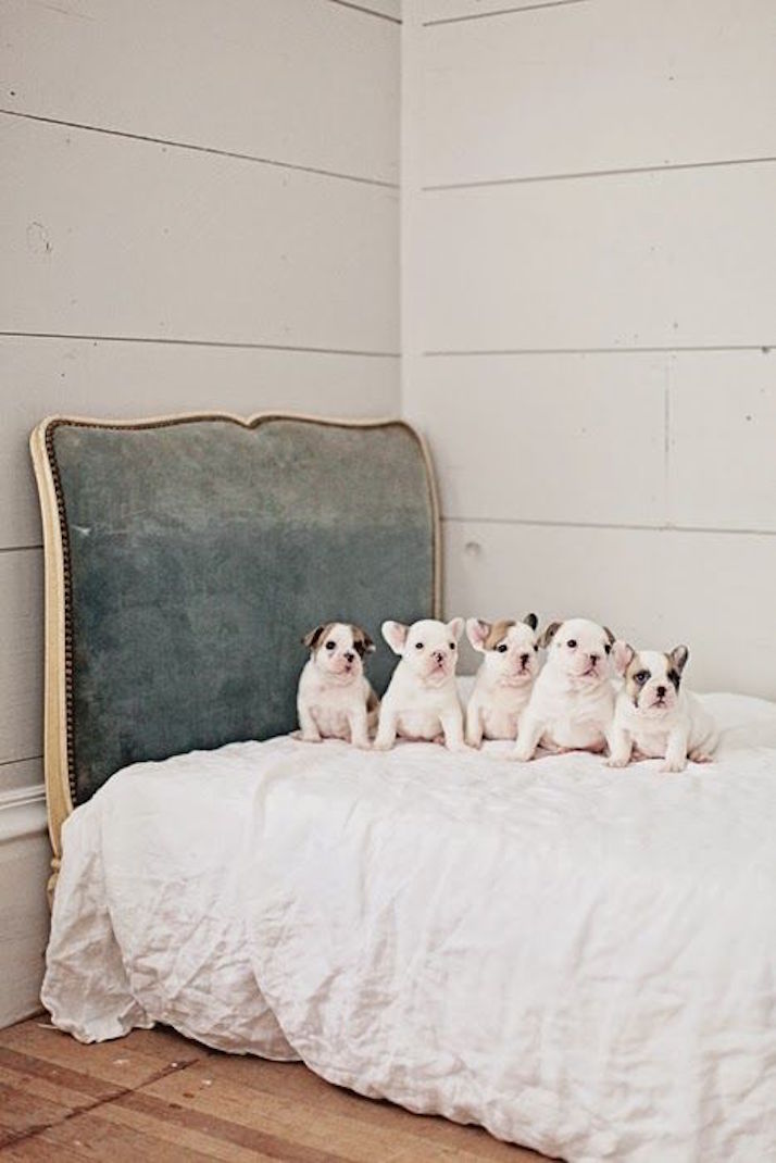 Inspire: Puppy Love | The Daily Dose