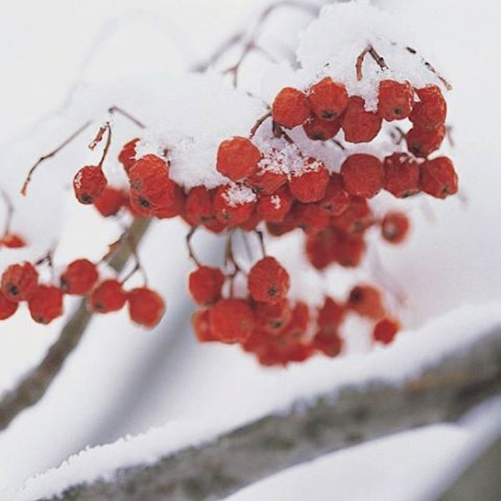 #lovedailydose: Winter Wonderland | The Daily Dose