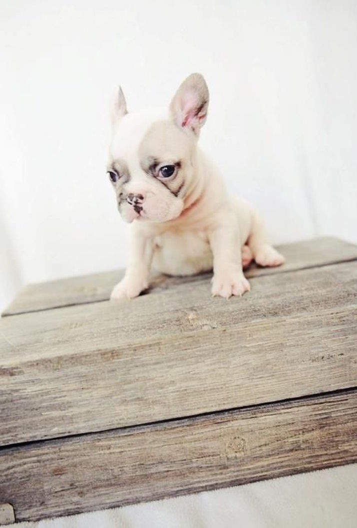 Inspire: Puppy Love | The Daily Dose